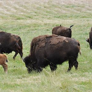American Bison, with birds.