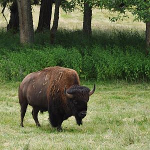 American Bison