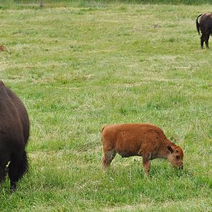 American Bison