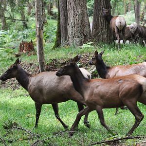 Roosevelt Elk Cows