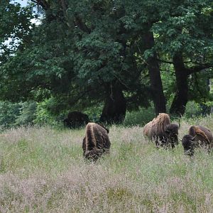 American Bison