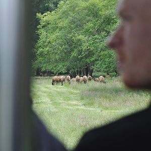 Roosevelt Elk from the Tram.
