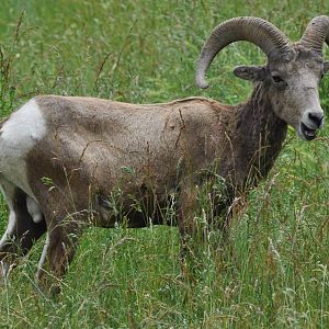 Bighorn Sheep Ram