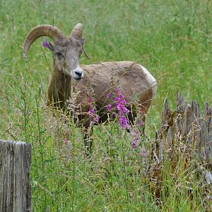 Bighorn Sheep Ram