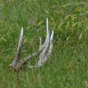 Roosevelt Elk Antler Shed