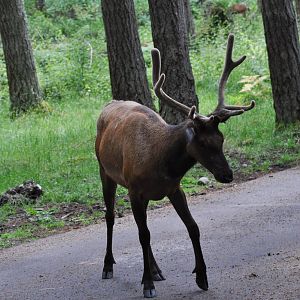 Roosevelt Elk and Columbian Blacktailed Deer
