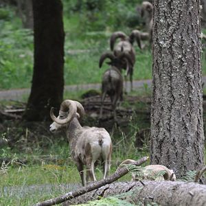 Bighorn Sheep Rams