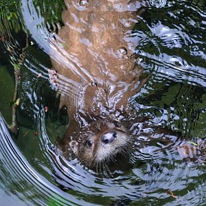 River Otter