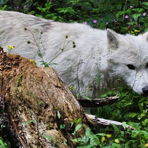 Gray Wolf