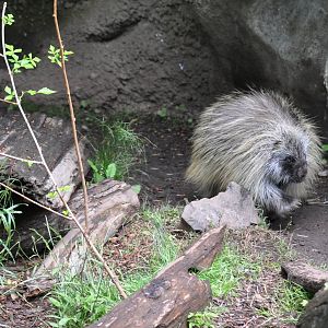 North American Porcupine