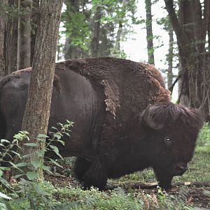 American Buffalo.