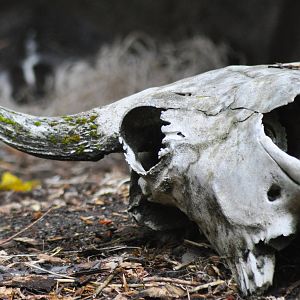 American Badger. (Exhibit...note badger at rear of exhibit above the bison