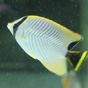 Chevron butterflyfish -Chaetodon trifascialis