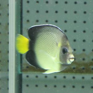 Cream angelfish