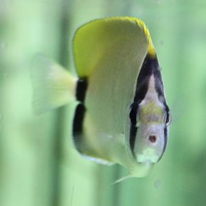 Reef butterflyfish - Chaetodon sedentarius