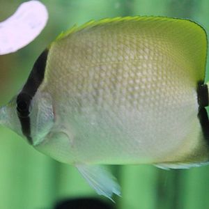 Reef butterflyfish - Chaetodon sedentarius