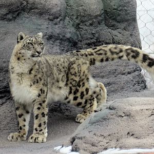 Snow Leopard