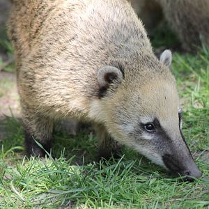 Coati