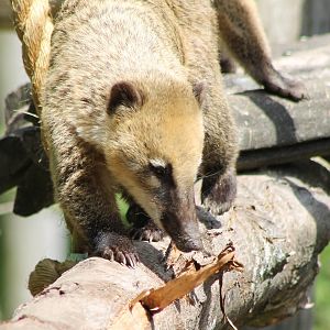 Coati