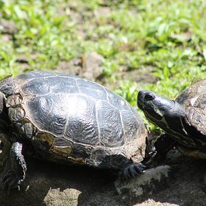 Red-eared slider and ID turtle