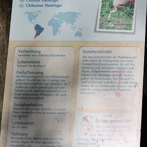 Chilean flamingo sign