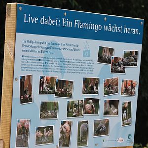 Growing-up info Chilean flamingo