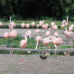 Chilean flamingos