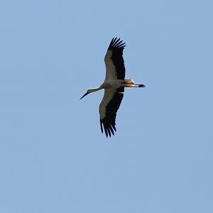 European white stork