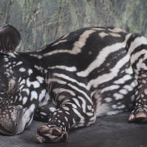 baby Malayan Tapir (Tapirus indicus) Chester Zoo 20th July 2016