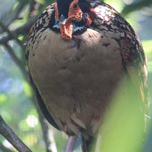 male Cabot's Trasgopan (Tragopan caboti) Chester Zoo 20th July 2016