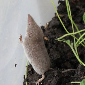Greater white-toothed shrew