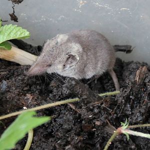 Greater white-toothed shrew