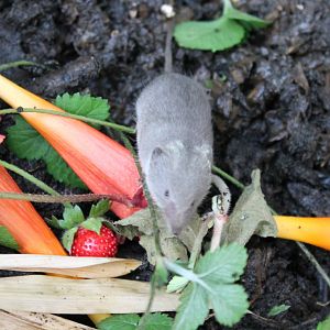 Greater white-toothed shrew
