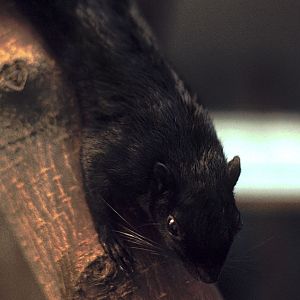 Bocourt's black squirrel at Winged World 1973
