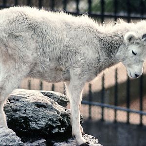Dall sheep on the Mappins 1977