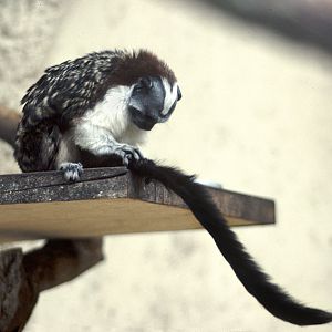Geoffroy's tamarin 1983