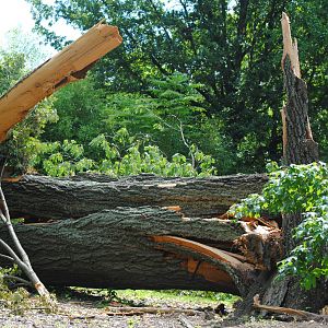 Cincinnati 2016 - RIP The oldest tree in Cincinnati