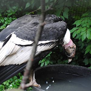 Cincinnati 2016 - Male Condor perched on water tub