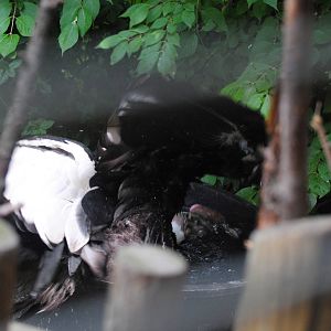 Cincinnati 2016 - Male Condor who threw himself in his water tub