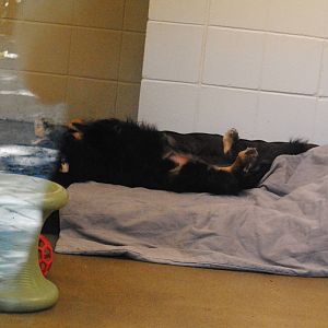 Nursery Dog, Blakely, at the end of the day.