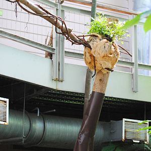 Slow Moe, enjoying his exhibit expansion