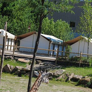 Overnight Camp viewing the giraffe exhibit