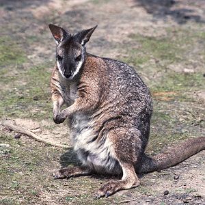 Dama wallaby 1973