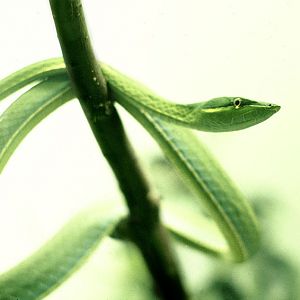 Green vine snake 1973