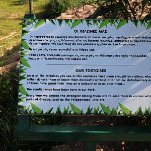 Tortoise sign, February 2016