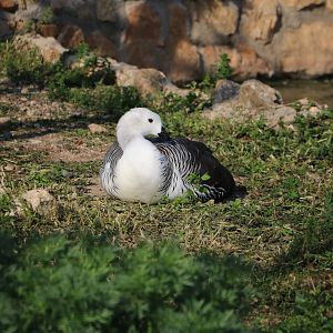 Upland goose, February 2016