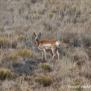wild pronghorn