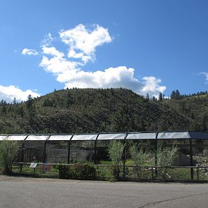 Grizzly Bear Exhibit