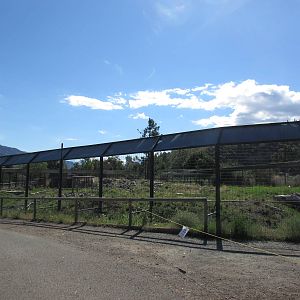 Grizzly Bear Exhibit