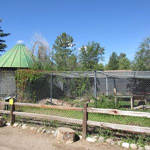 Bobcat Exhibit (home to a 3-legged cat)